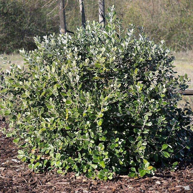 Pineapple Guava Plant - 5 Live 4 Inch Plants - Feijoa Sellowiana - Edible Flowers and Fruit