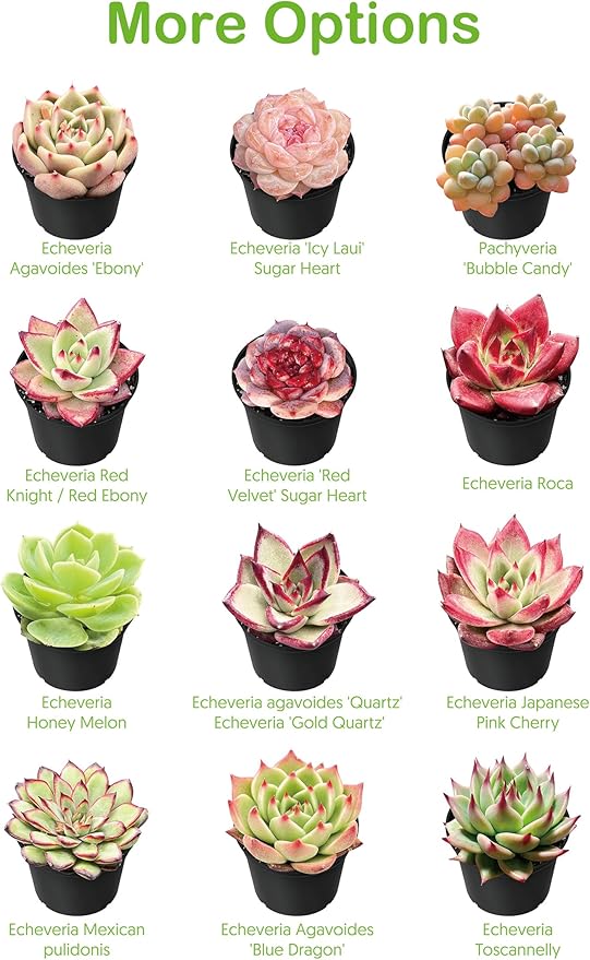 Live Succulent Echeveria 'Mexican pulidonis', Approx 2-inch Large, Potted Succulents, Fully Rooted, Easy Care House Plants