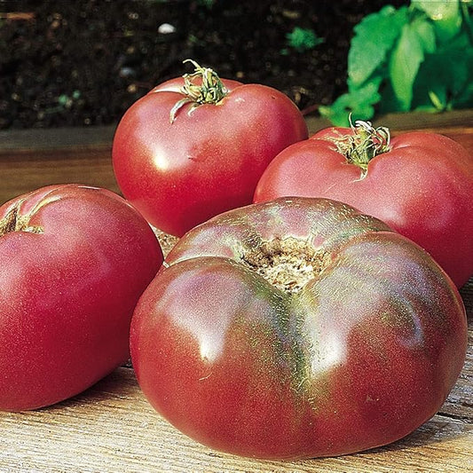 Burpee 'Cherokee Purple' Heirloom | Large Purple Slicing Tomato | Rich Flavor | 50 Seeds