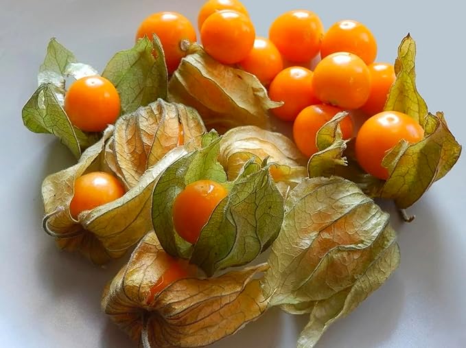 Seeds Cape Gooseberry Peruvian Groundcherry - Orange Physalis - Heirloom Fruit - GMO Free