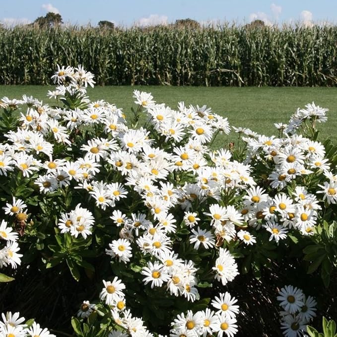 White Daisy Plant, 3 to 6 Inch Daisies Flowers Live Plants, Perennial White Daisy Plants Well Rooted Plug for Outdoor Garden