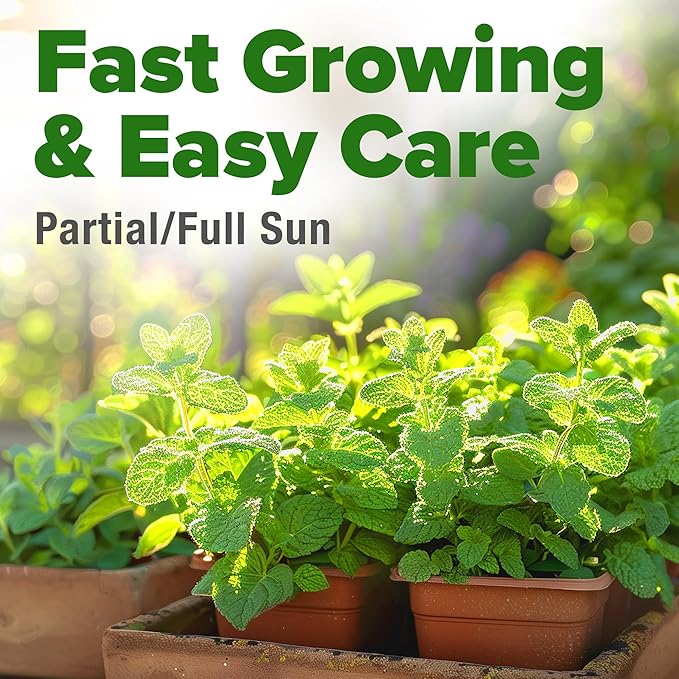 HOME GROWN Common Mint Seeds (Bulk Pack) 1,800 Non GMO Heirloom Herb Seeds, USA Sourced | Ideal for Planting Outdoors or Indoors for a Fresh Mint Tea Garden (Mentha spp)