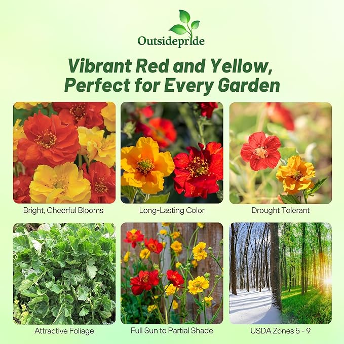 Outsidepride Sunbeam Geum Seeds - 10 Pcs Easy to Grow Perennial Flower Seeds for Planting with Vibrant Blooms Attractive to Pollinators, for Cut Flower Arrangements, Borders, & Flower Beds