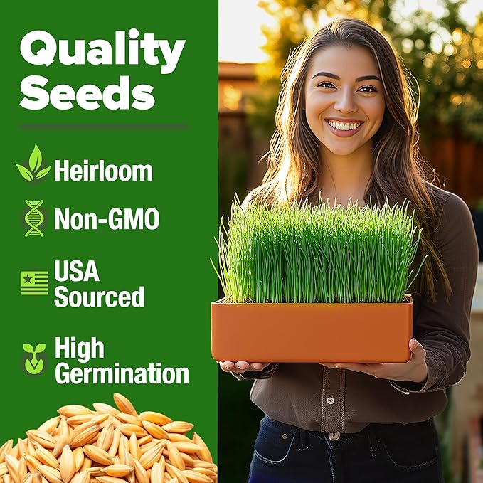HOME GROWN 12,000+ Wheatgrass Seeds Bulk Pack(1.5 lb) Hard Red Winter Wheatgrass – Heirloom, Sprouting for Juicing, Microgreens, Smoothies & Indoor Gardening(Triticum aestivum)