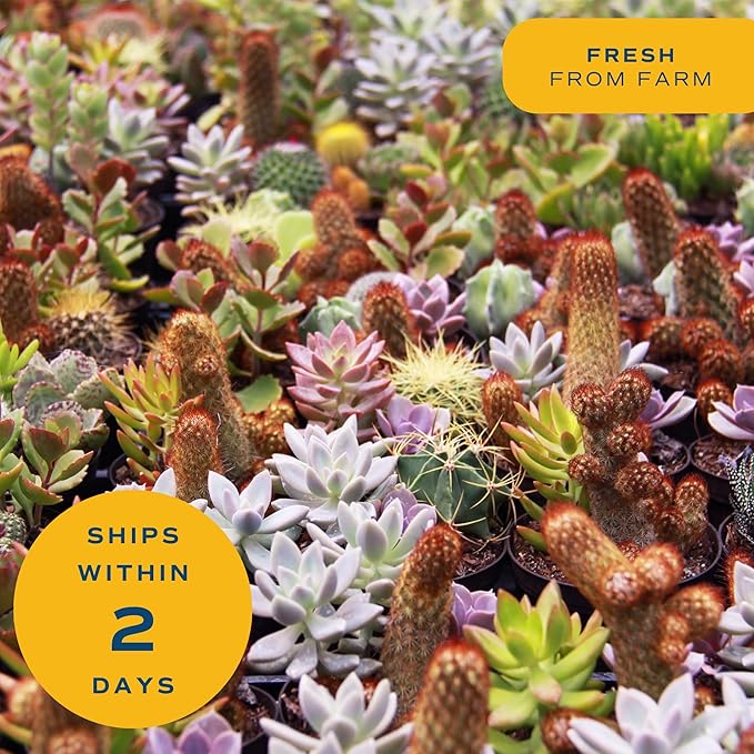 Costa Farms Echeveria Succulents Fully Rooted Live Indoor Plant 6-Inches Tall, in Grower Pot, 3-Pack