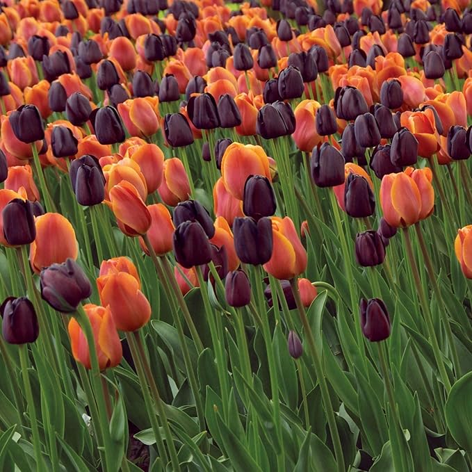 Garden State Bulb Maroon and Orange Mix Triumph Tulip Flower Bulbs, 12/+ cm, Fall Planting (Bag of 25)