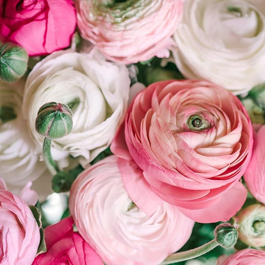 Easy to Grow Ranunculus Tecolote Pastel Collection - 30 Plant Bulbs, Pink & White Flowers in Spring, Full Sun Mediterranean