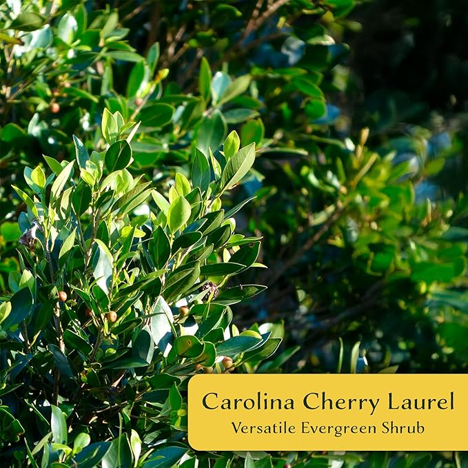 6 Carolina Cherry Laurel in 2.5” Nursery Cubes (Prunus caroliniana) | Evergreen Screening Shrub or Small Tree for Hedges, Borders & Wildlife | Ready-to-Plant Live Starter Plants