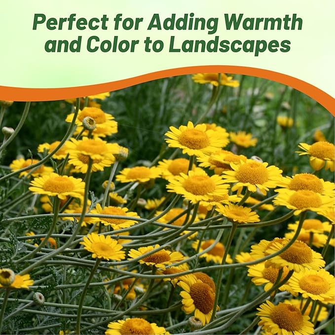 Outsidepride Yellow Marguerite Daisy Seeds - 10000 Pcs. Perennial Drought-Tolerant & Pollinator-Friendly, Flower Seeds for Planting Vibrant Blooms for Gardens, Borders & Cut Flowers