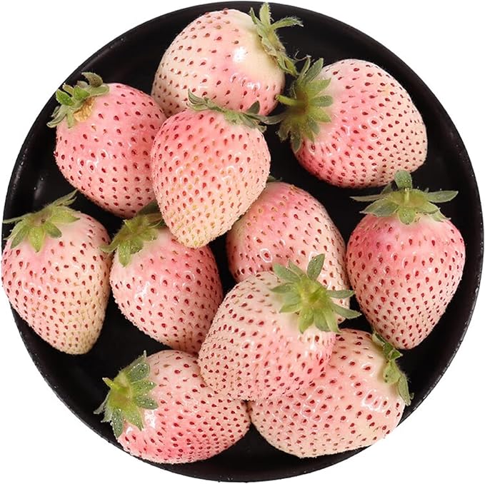 499pcs Mixed Strawberry Cranberry Seeds Kit for Planting (Four Varieties of Strawberries, A Type of Red Berry Seeds), Non-GMO Hardy Plants Fruits Seeds, Home Garden Plants for Outdoors