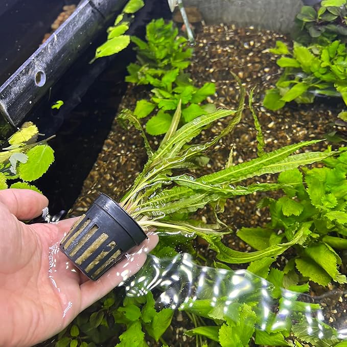 SubstrateSource Cryptocoryne Live Aquarium Plants - Freshwater Plant for Aquariums, Planted Fish Tanks - Beginner Friendly (Balansae, 1 Pot (3-5 Plants))