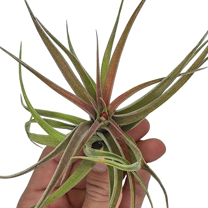 ragnaroc Air Plants - Tillandsia Brachycaulos Abdita, Large 4-6" - 3 ct - Live Arrival Guaranteed - House Plants for Home Decor & Gift