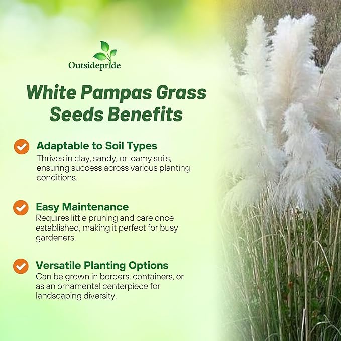 Outsidepride White Pampas Grass Seeds – 2,000 Pcs. Perennial, Drought-Tolerant Ornamental Grass for Large Garden Borders, Privacy Landscaping, Xeriscaping, and Low-Maintenance Outdoor Spaces