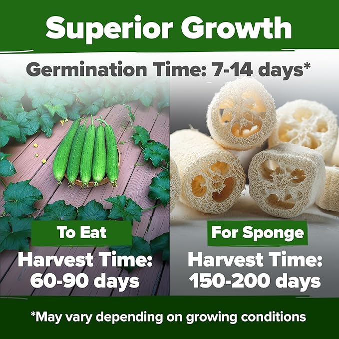 HOME GROWN Luffa Seeds (Luffa aegyptiaca) 40 Heirloom Loofah Gourd Seeds for Planting High Germination Rate - Make Sponges or Harvest Young Loofahs for Eating