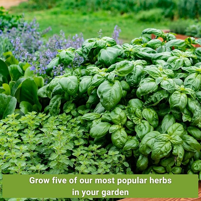 Sow Right Seeds - Most Popular Herb Seed Collection for Planting - Mint, Lavender, Sweet Basil, Cilantro, and Parsley - 5 Packets with Instructions to Grow a Home Kitchen Garden or Hydroponics
