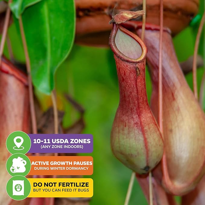 Lady Luck Carnivorous Pitcher Plant - Wellspring Gardens Starter Plant - Nepenthes Ampullaria x Ventricosa - Wellspring Gardens Live Tropical Carnivorous Houseplant