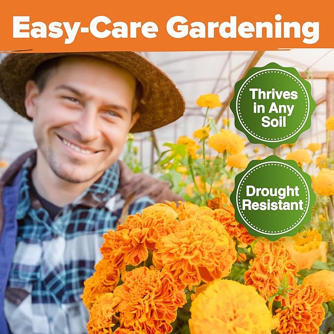 HOME GROWN Crackerjack Marigold Seeds 2.05oz - 15,000 Flower Seeds Planting Outdoor, Large Bulk Pack, Sourced, High Germination, Companion Planting, Orange (Tagetes erecta)