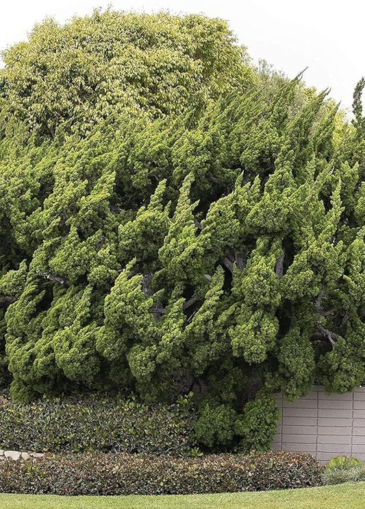 Hollywood Juniper | Juniperus Chinensis Torulosa | 3 Live Gallon Size Trees | Drought Tolerant Cold Hardy Evergreen Plant