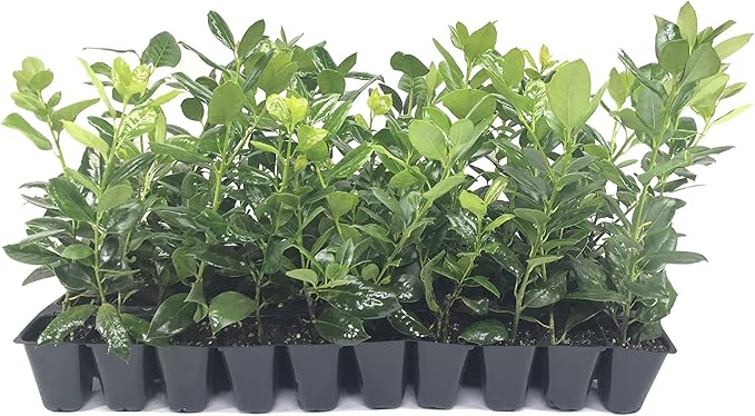 Nellie R. Stevens Holly - 20 Live Plants - Evergreen Privacy Trees