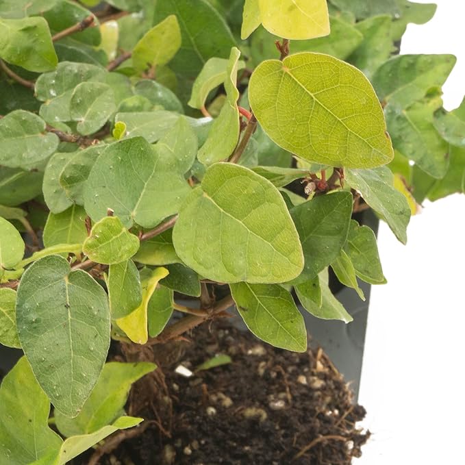 6 Creeping Fig, Live Plants – Ficus Repens – Fast-Growing & Versatile Climbing Vine in 2.5” Nursery Cubes – Perfect for Living Walls, Topiaries, Ground Cover & Indoor/Outdoor Decor