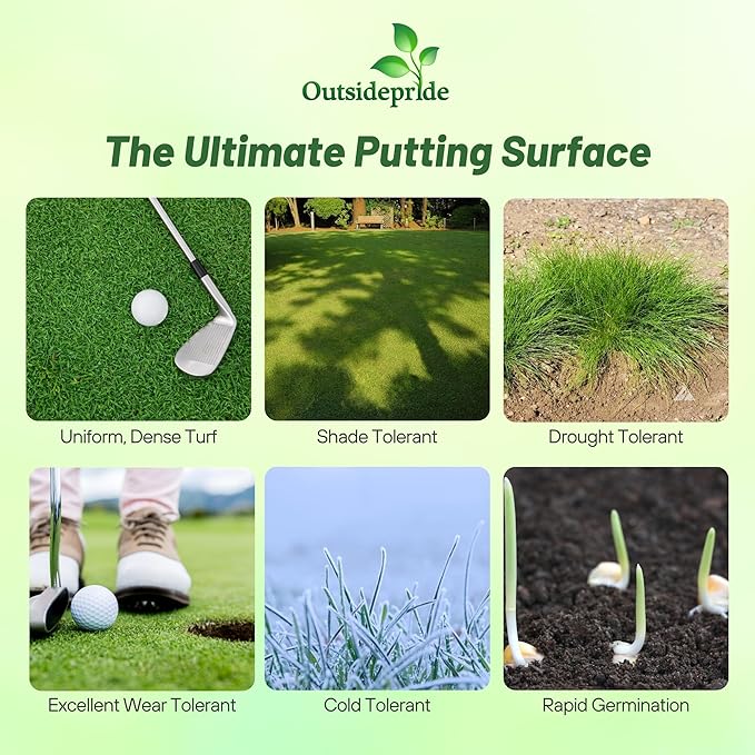 Outsidepride True Putt Perennial Creeping Bluegrass Seed - 2 Lbs. Shade-Tolerant Bluegrass for Golf Courses & Home Putting Greens - Ideal for Dense, Fine-Textured Lush Turf in Low-Light Areas