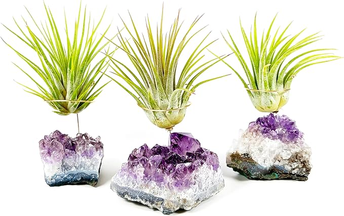 Set of 3 Mini Amethyst Crystal Air Plant Holders – Hand-Altered Natural Geode Clusters with Live Tillandsia, Ready-to-Gift Décor for Women, Birthdays, Christmas & Housewarming