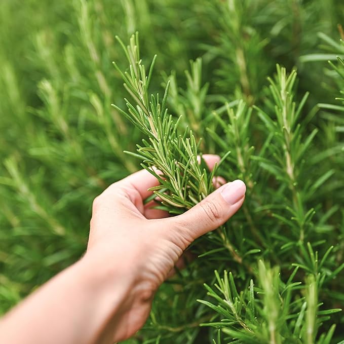 The Old Farmer's Almanac Heirloom Culinary Rosemary Herb Seeds - Premium Non-GMO, Open Pollinated, Drought & Cold Tolerant (1 Packet - 200 MG - Approx 180 Seeds)