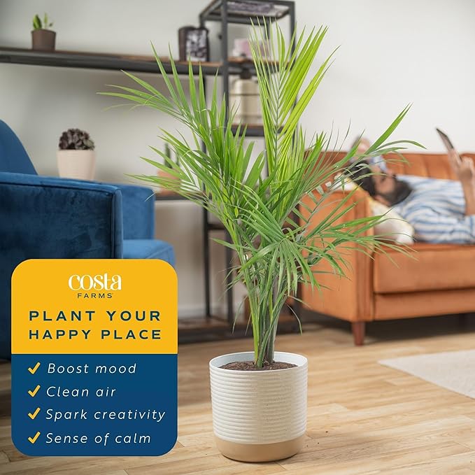 Costa Farms Majesty Palm Live Plant in Decorative Pot, Large Indoor Houseplant, Perfect for Home, Room, or Office Decor, Great House Warming or Birthday Gift, 3-4 Feet Tall