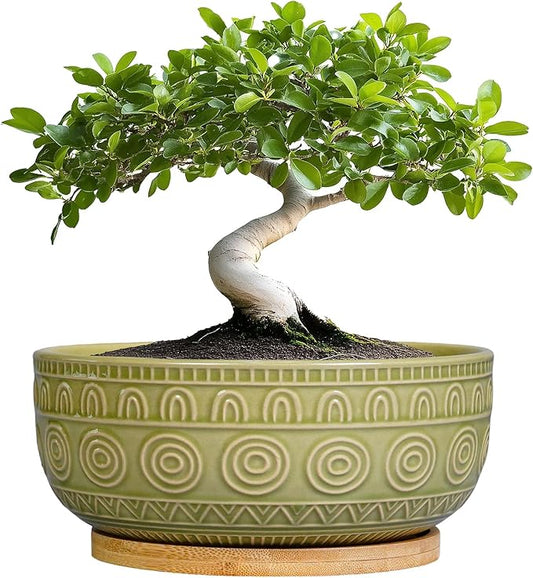 Bonsai Pots - 8 Inch Ceramic Succulent Pots with Drainage Hole and Saucer, Shallow Round Planter for Indoor Plants, Boho Bowl Planter, Room Decor, Green