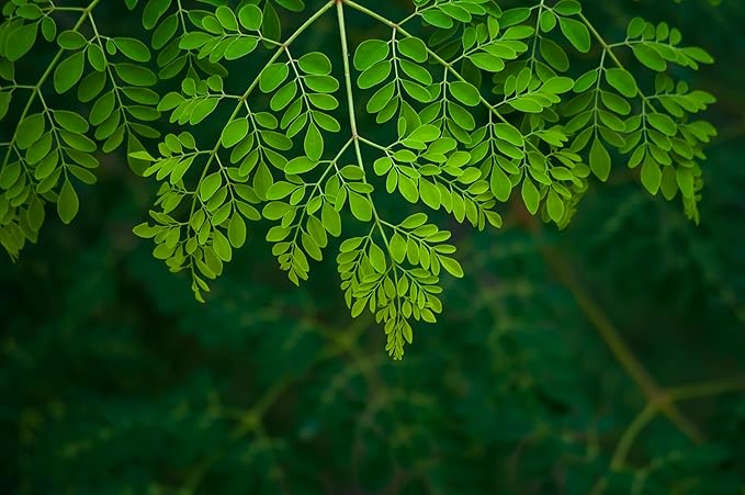Moringa Plants 2 Live Moringa Tree Seedlings with Moringa Seeds - Sahijan - Malunggay - Drumstick Tree - Moringa Oleifera