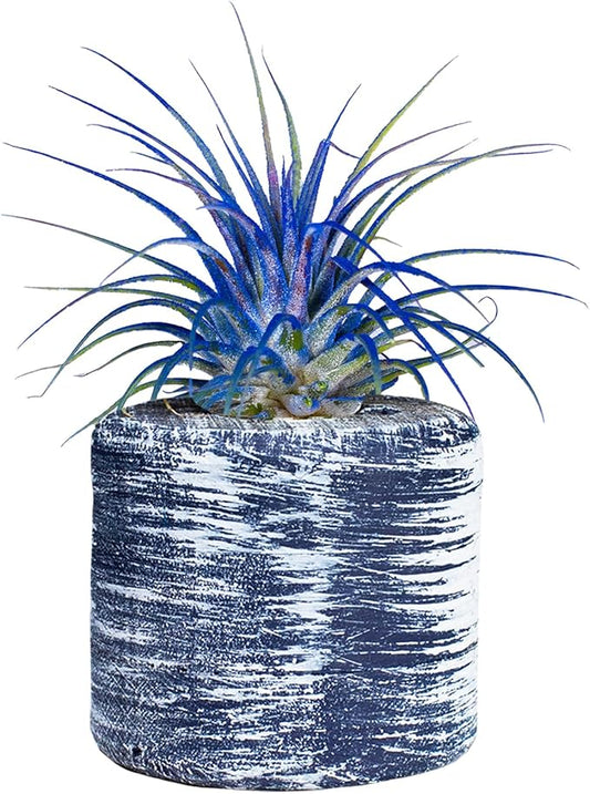 Air Plants - Tillandsia Ionantha - Organically Enhanced Color - Live Arrival Guaranteed - House Plants for Home Decor & Gift (Blue Bell 1Pk + Barrel)