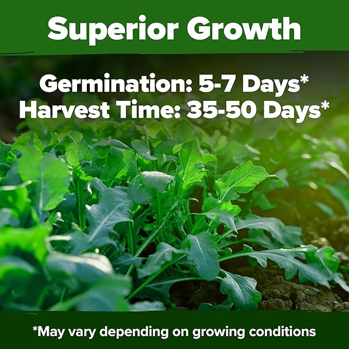 HOME GROWN Arugula Roquette Seeds Pack Non GMO 2,175 Heirloom Arugula Seeds for Planting Best for Outdoor Gardens,Providing Fast-Growing Greens for Salads - Eruca vesicaria