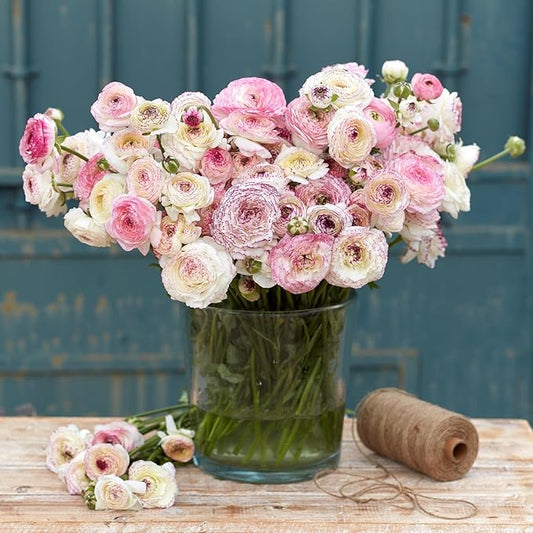 Eden Brothers Ranunculus Bulbs - White Picotee