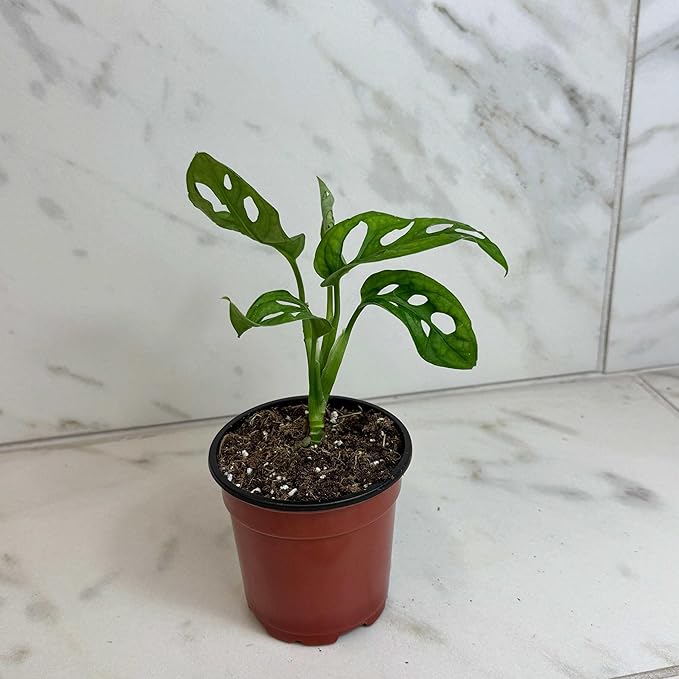 Monstera Swiss Cheese Vine, 4" Plant