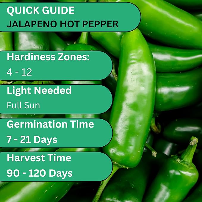 Woods Creek Seeds: Jalapeño TAM Hot Pepper Seeds for Planting - Over 180 Heirloom Non-GMO Jalapeno Seeds for Planting - Beginner Friendly Jalapeno Pepper Seed Pack for Indoor, Outdoor & Home Garden