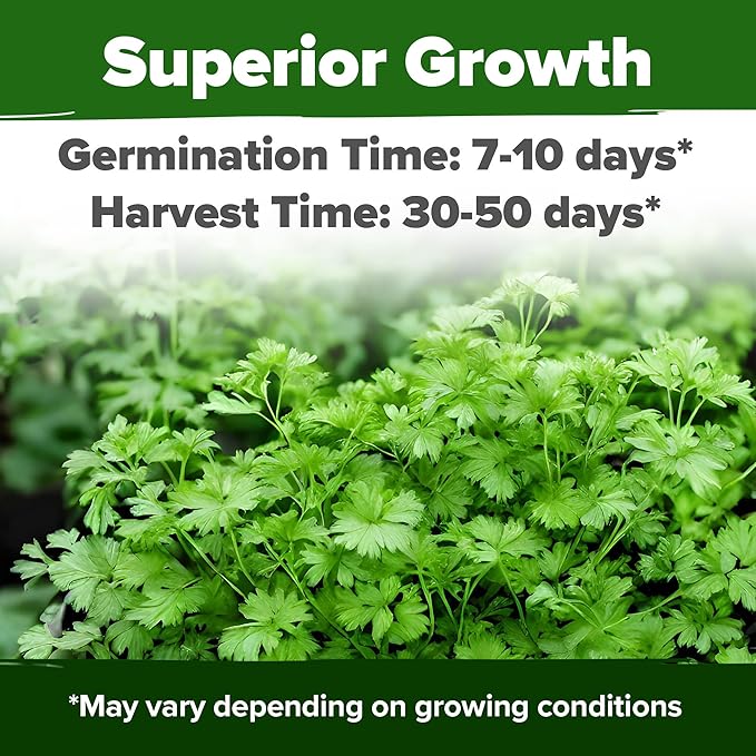 HOME GROWN 500+ Cilantro Seeds for Planting Indoors or Outdoors - Heirloom Coriander Seeds, Grow Your Own Cilantro Plant - Culinary Herb Seeds for Your Herb Garden