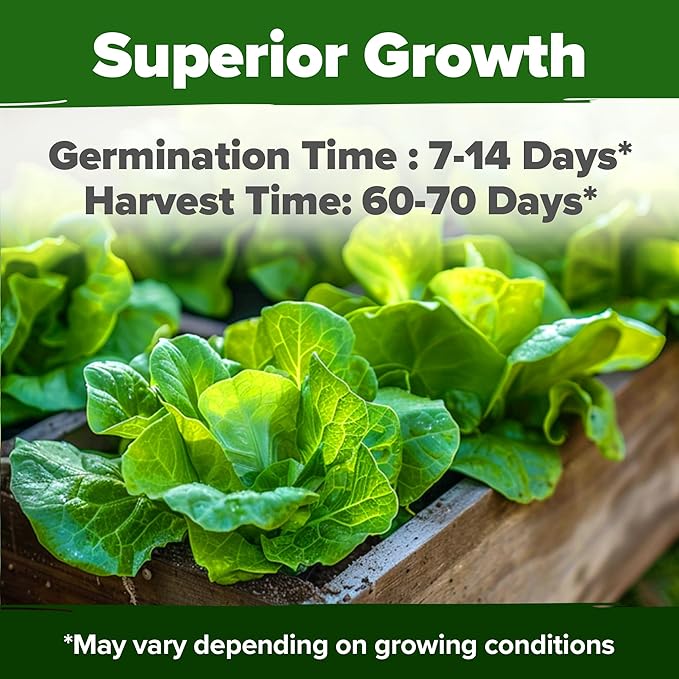 HOME GROWN Buttercrunch Lettuce Seeds Bulk Pack - 1975 Heirloom Seeds for Hydroponic Garden Indoor Outdoor - Butter Lettuce Vegetable for Planting (Lactuca Sativa)