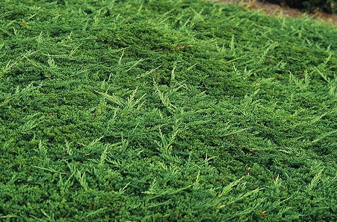 Prince of Wales Juniper - 3 Live Plants - Drought Tolerant Cold Hardy Evergreen Ground Cover