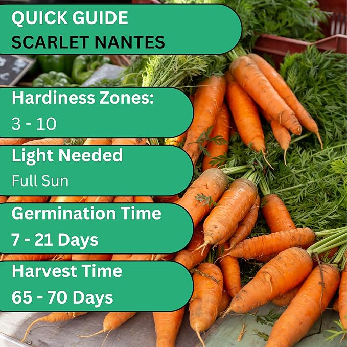 Woods Creek Seeds: Scarlet Nantes Carrot Seeds for Planting - Over 2,800 Heirloom Carrot Seed Pack - Non-GMO Carrots Seeds for Planting Outdoors or Indoors - Beginner Friendly Vegetable Gardening