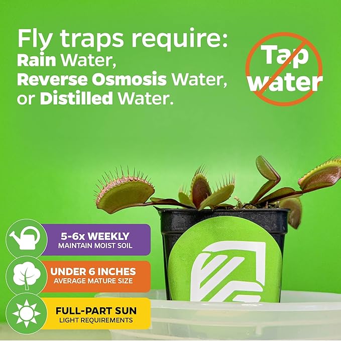 Akai Ryu Venus Fly Trap (Red Dragon) Live Plant - Dionaea muscipula by Wellspring Gardens - Unique Plant - Red Trap Plant - Red Venus Fly Trap - Rare Starter Plant