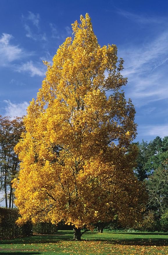 Tuliptree (Liriodendron tulipifera) – 1 Gallon Potted – Fast-Growing Flowering Shade Tree | Arbor Day Foundation (Due to Agricultural Laws, Unavailable to CA or AZ)