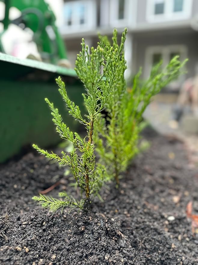 5 Live Giant Sequoia Tree Sapling (Approx. 1'-1.5' Tall)- Nature’s Giant in Your Backyard