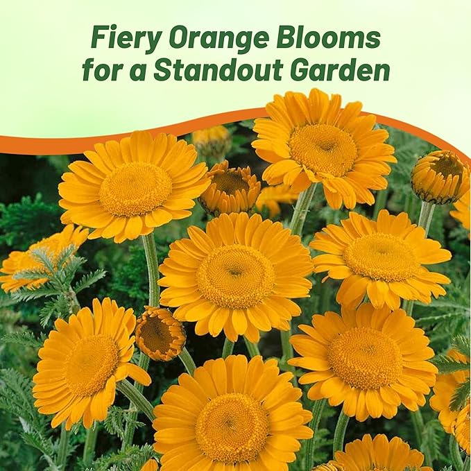 Outsidepride Orange Marguerite Daisy Seeds - 5000 Pcs. Perennial Drought-Tolerant & Pollinator-Friendly, Flower Seeds for Planting Vibrant Blooms for Gardens, Borders & Cut Flowers