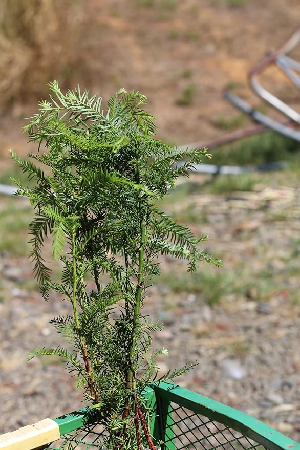5 Coast Redwood Tree Seedlings- Native, Fast Growing, Animal Habitat (5 Conifer Trees Approx. 1.5 feet in Height)