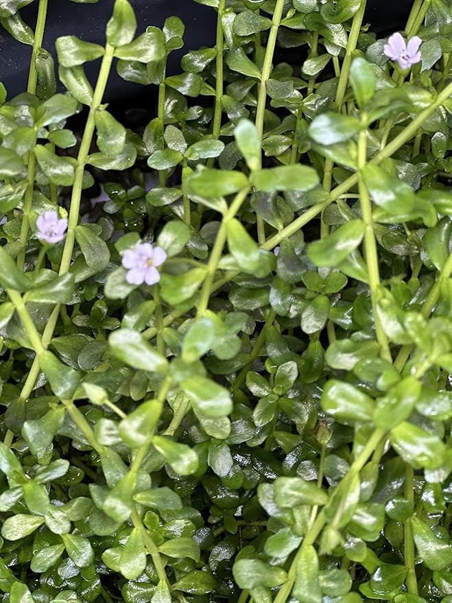 Potted Live Aquarium Plants | Freshwater Aquatic Plants for Aquariums (Moneywort)