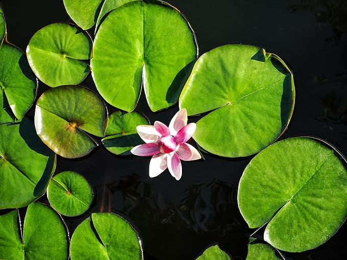Lily Pad Plant Root Stock for Growing - Great Aquatic Feature, Bowl Bonsai, Aquarium Koi Pond or Large Pond, Water Lily Plant for Planting (3 Lily Pad Plants)
