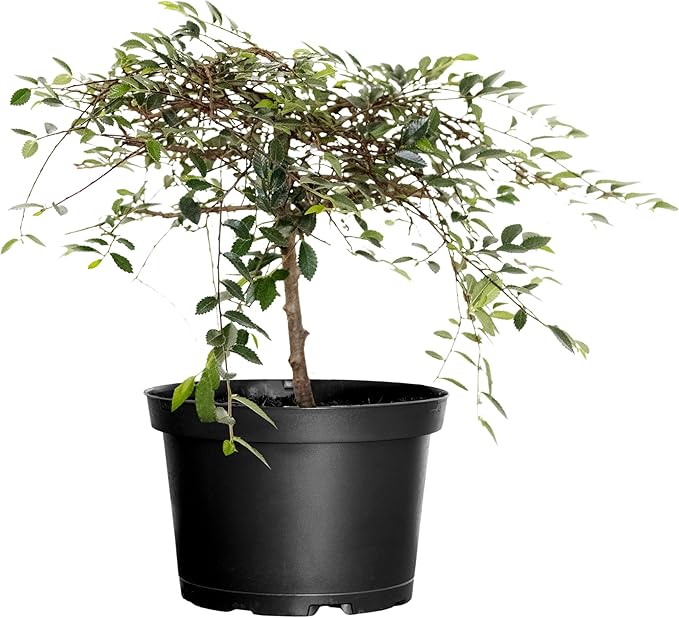 United Nursery Zelkova Serrata Small Bonsai – 6-Inch Grower Pot – 10–12” Tall – Japanese Elm Bonsai Tree with Elegant Tapered Trunk – Low-Maintenance Indoor or Patio Plant