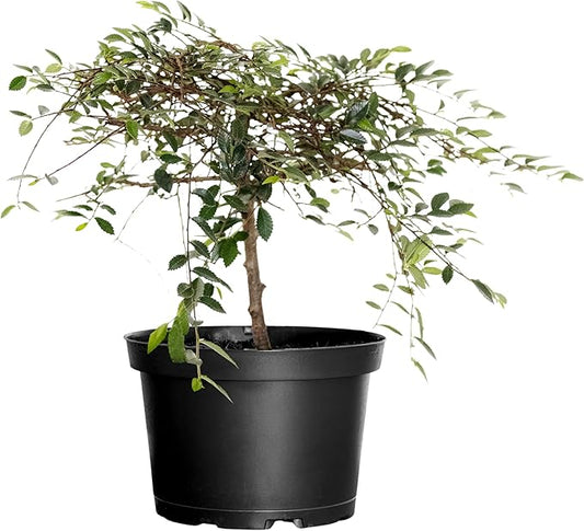 United Nursery Zelkova Serrata Small Bonsai – 6-Inch Grower Pot – 10–12” Tall – Japanese Elm Bonsai Tree with Elegant Tapered Trunk – Low-Maintenance Indoor or Patio Plant