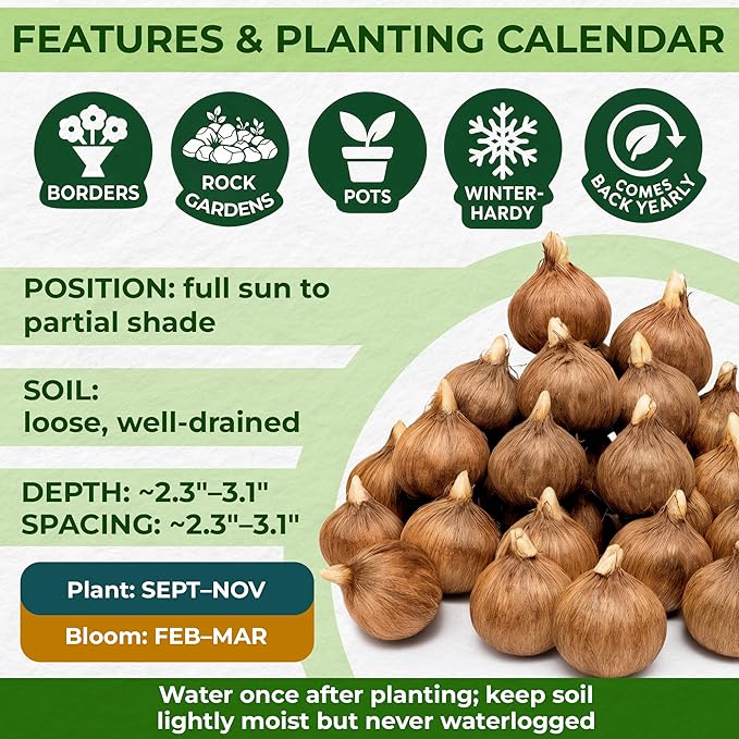 Giant Crocus Bulb Mix, 100 Exclusive Flower Bulbs, Mix of 5 Varieties from Holland, Real Hardy and Perennial Crocus tubers/Flowers (no Seeds) for Garden, pots and Balcony