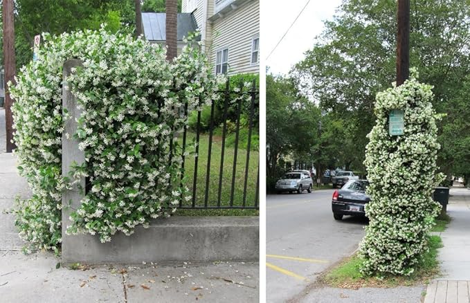 Confederate Jasmine Fragrant Evergreen Vine - Quart Pot